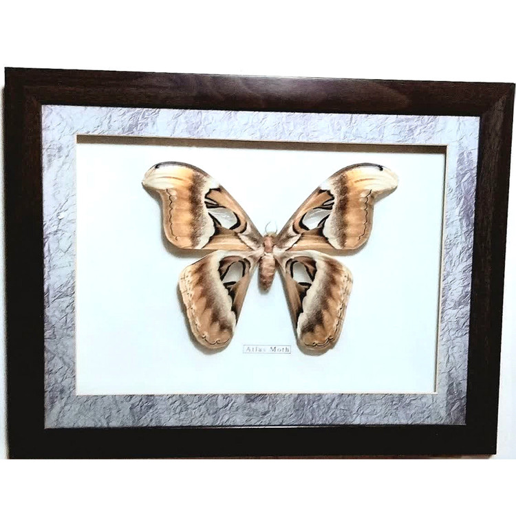 پروانه کلکسیونی گونه Atlas Moth