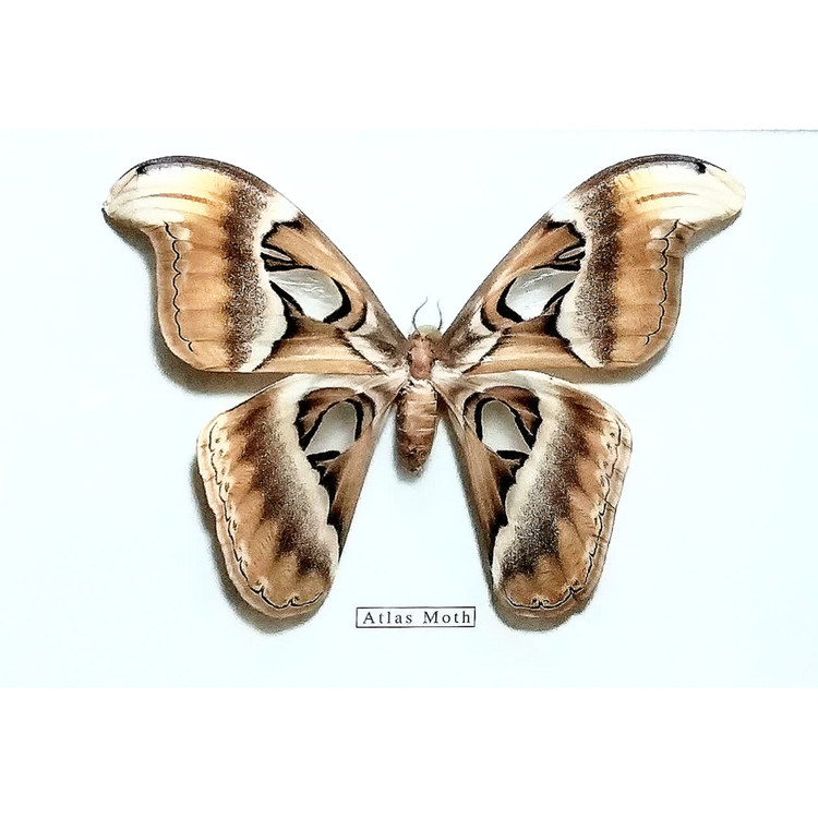 پروانه کلکسیونی گونه Atlas Moth