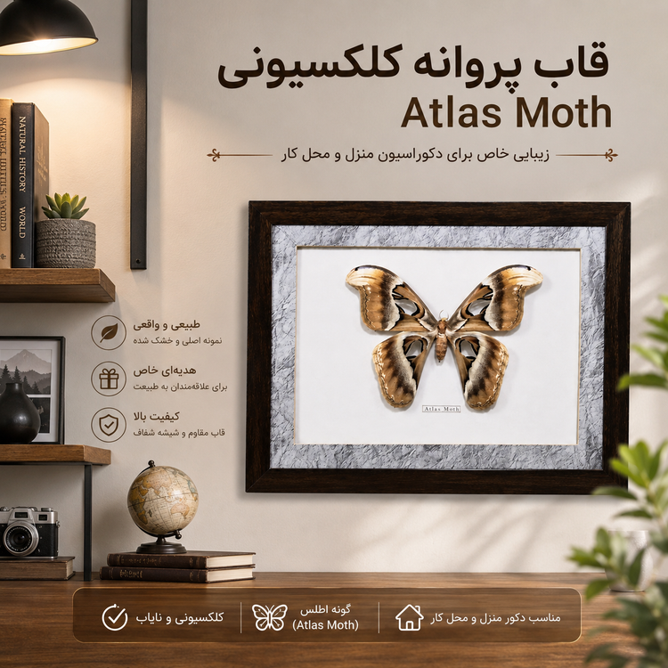 پروانه کلکسیونی گونه Atlas Moth